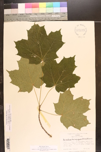 Acer nigrum image